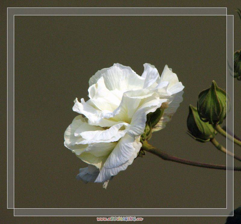 野生木芙蓉图片洁白如雪