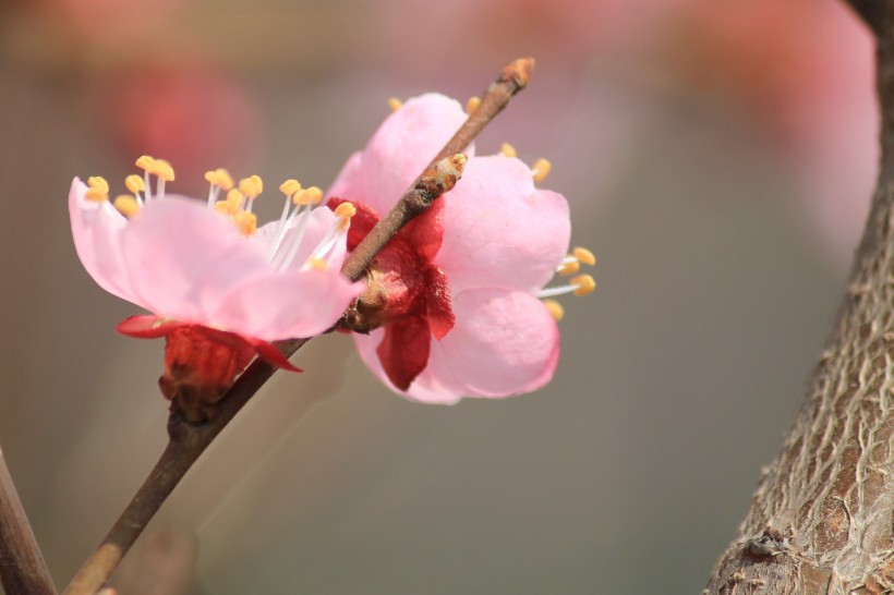 杏花图片