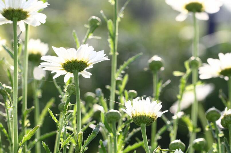 陽(yáng)光下的白晶菊