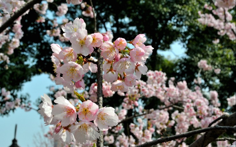 粉色樱花图片