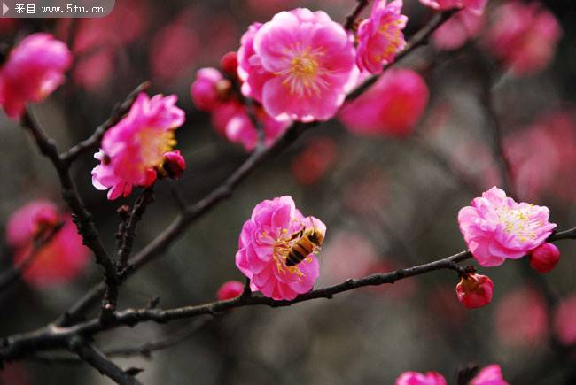 春天里桃花朵朵攝影圖片