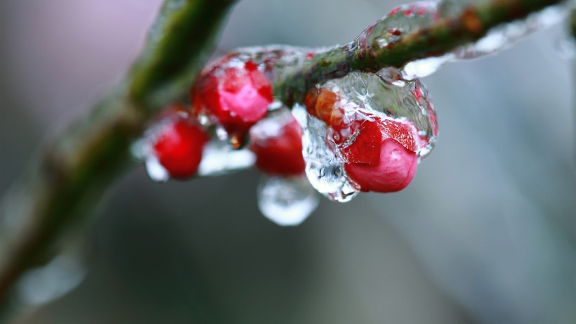 冰晶梅花图片