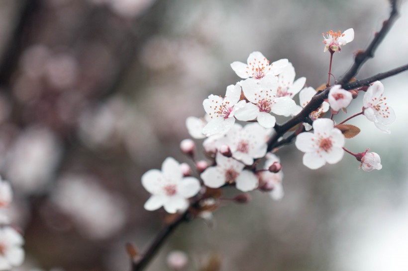 淡粉色樱花图片