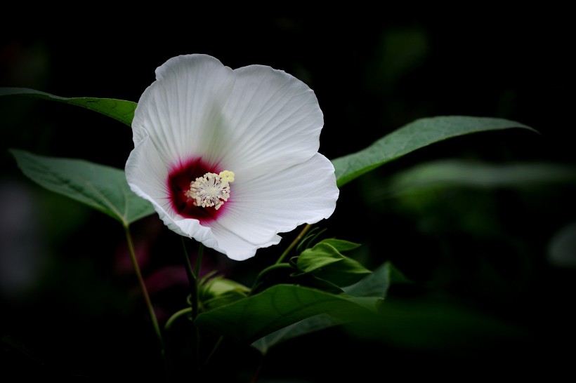 各種顏色的芙蓉花圖片