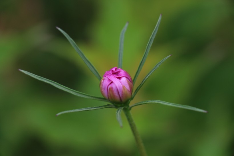 波斯菊圖片