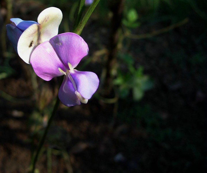 豆角花圖片