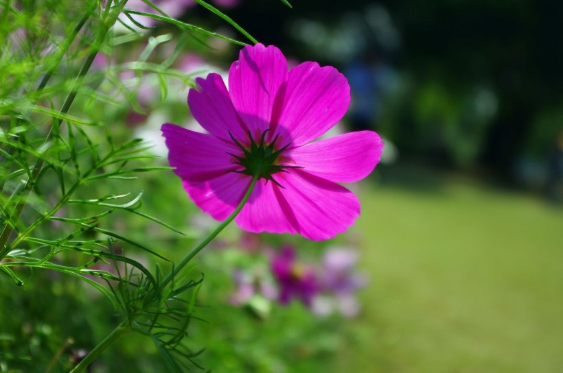 格桑花圖片