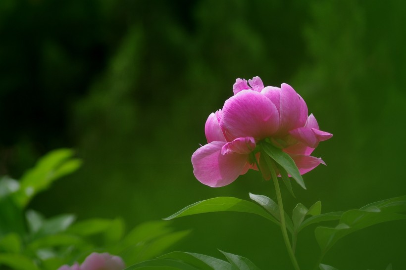 芍藥花圖片