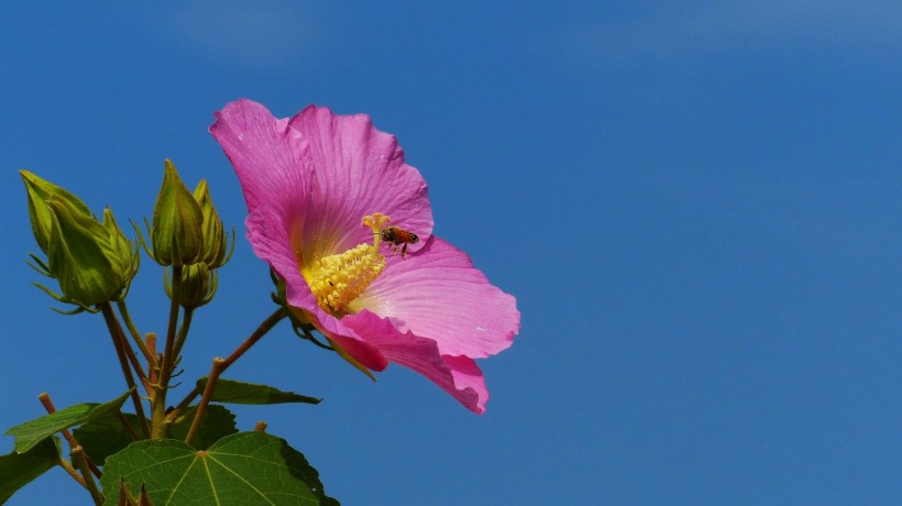 芙蓉花图片