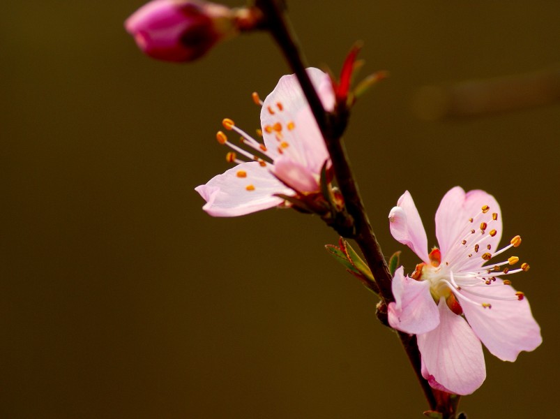 桃花圖片 