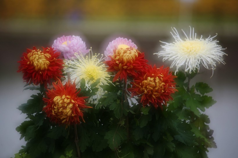 上海松江五厍现代农业园菊花图片