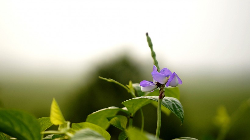 清新豆角花圖片