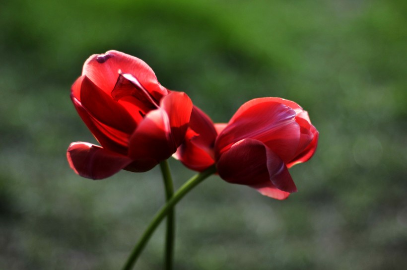 郁金香花卉图片