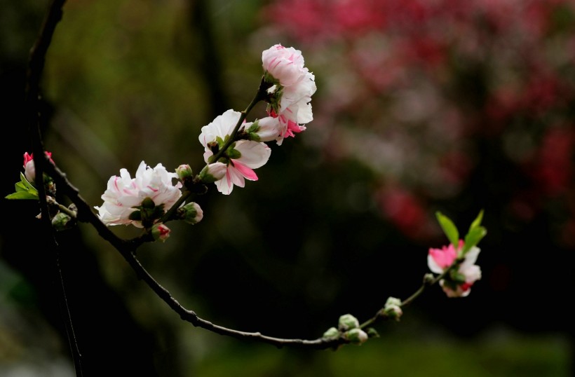 粉面桃花图片