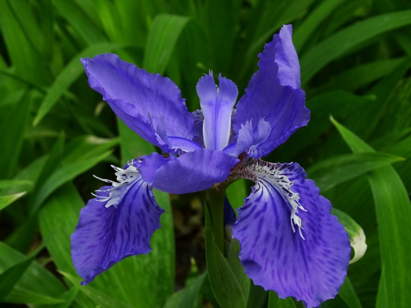 鳶尾花圖片