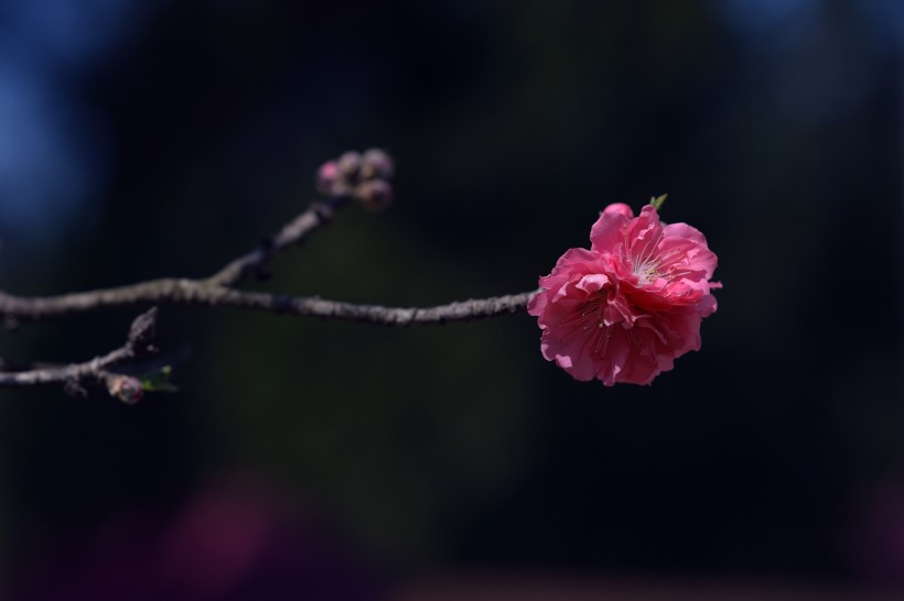 阳光下的桃花图片