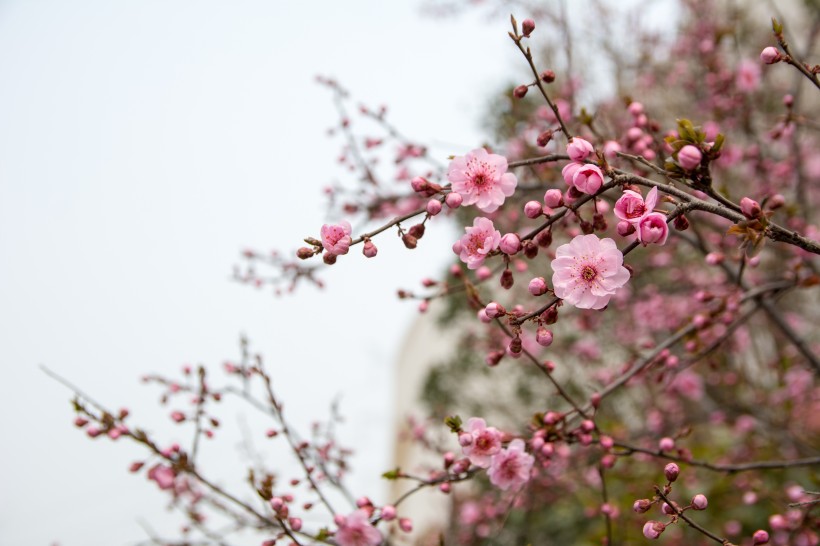 春天鲜艳的梅花图片