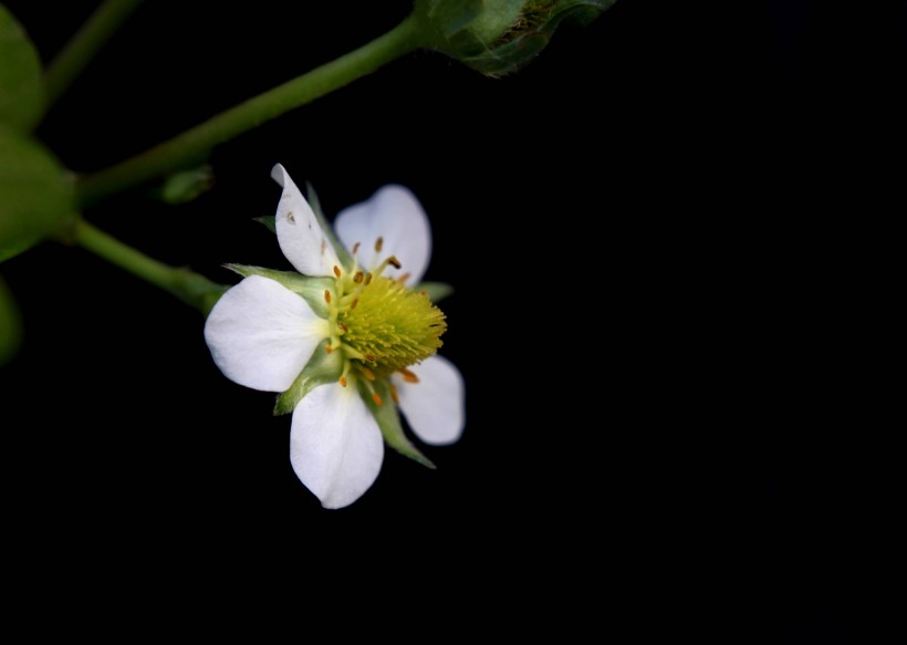 草莓花图片