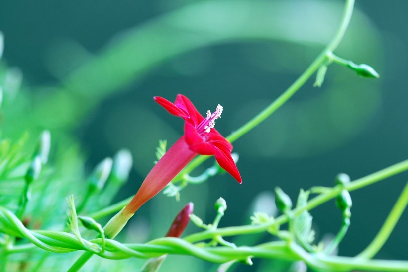 神奇五星花图片