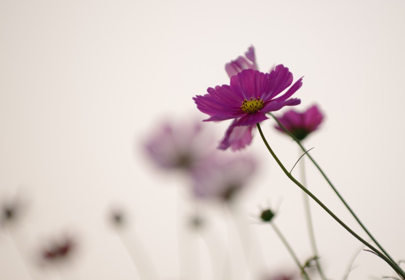 清纯淡雅格桑花图片