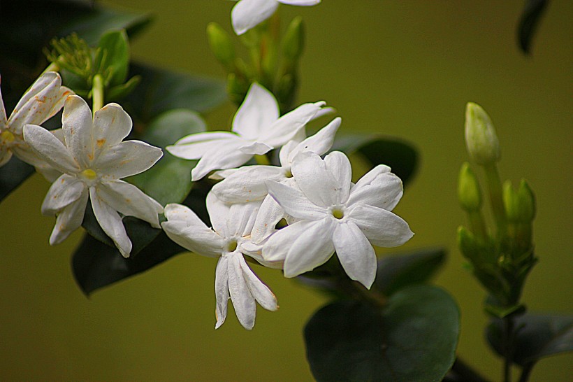 茉莉花图片