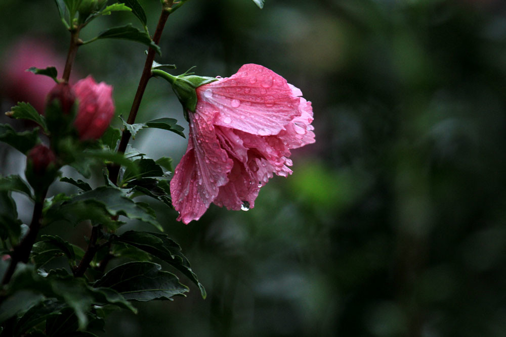 大雨后的木槿花