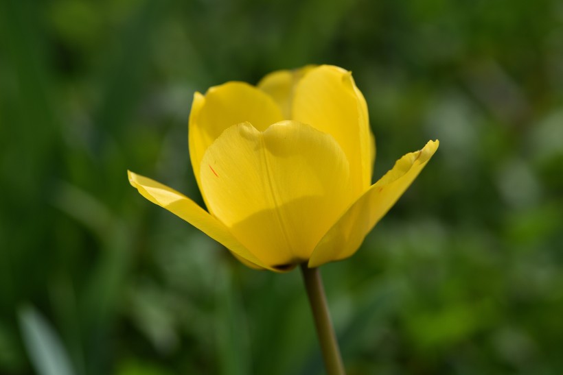 冠以世界花后為名的郁金香圖片