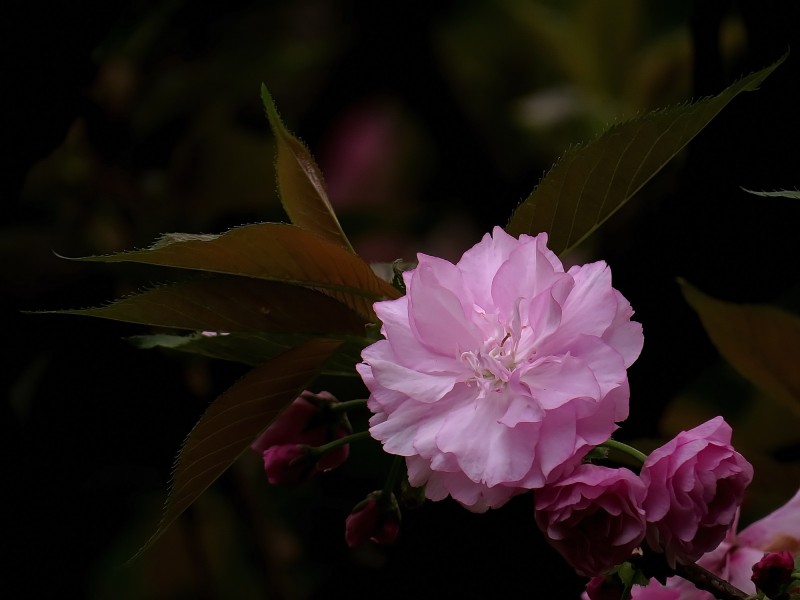 典雅芬芳的櫻花圖片