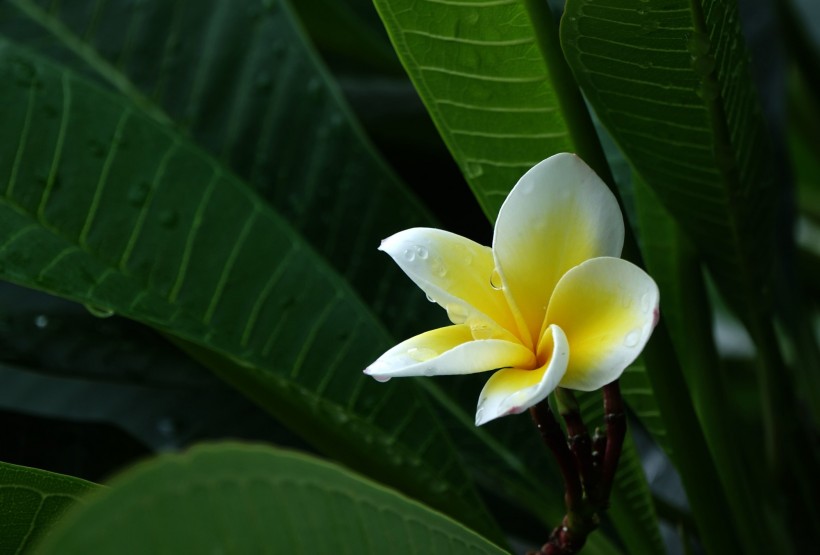 雞蛋花圖片