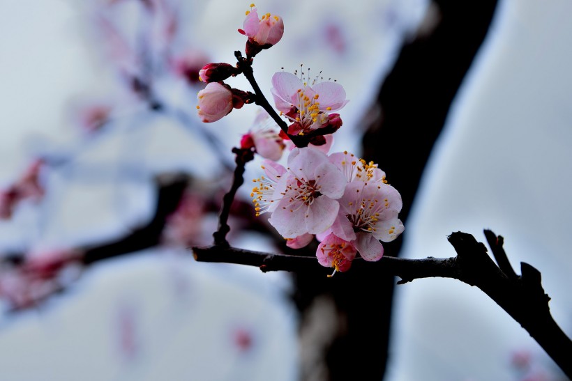 白色杏花图片