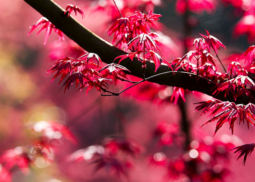 熱情如火的紅楓圖片