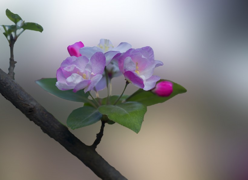 粉色海棠花圖片