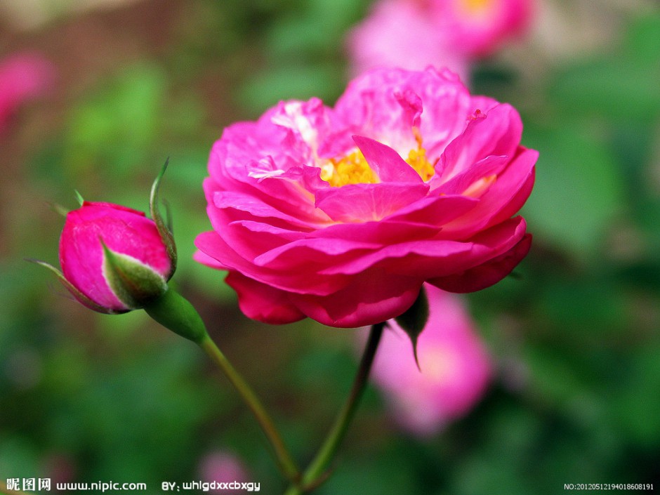 唯美薔薇花圖片燦爛芬芳