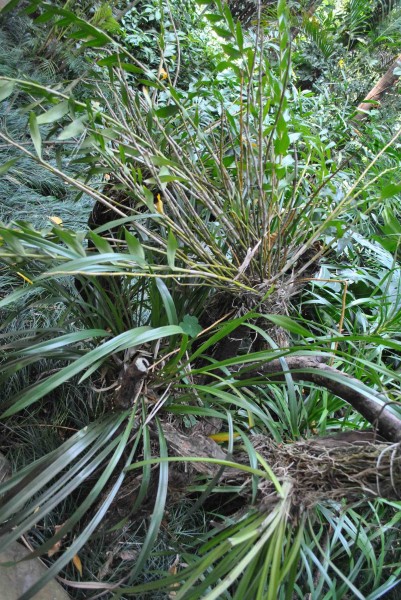 多花指甲蘭植物圖片