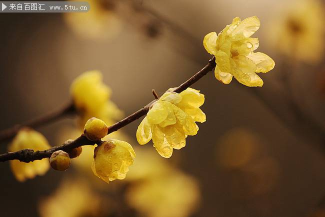 白梅花图片冬日摄影高清特写