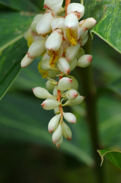 白蝴蝶合果芋图片