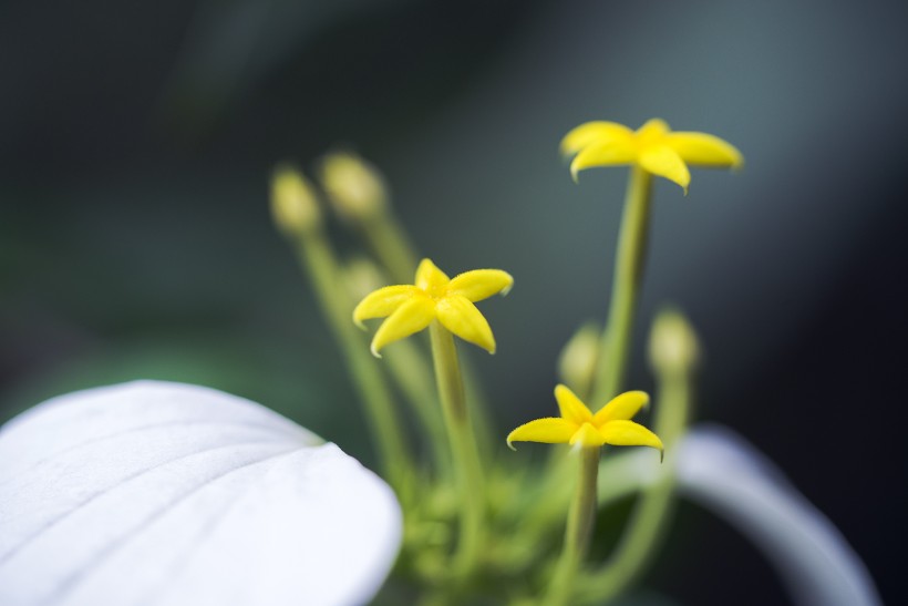 白紙扇花圖片