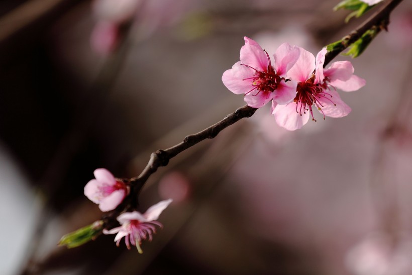 桃花圖片