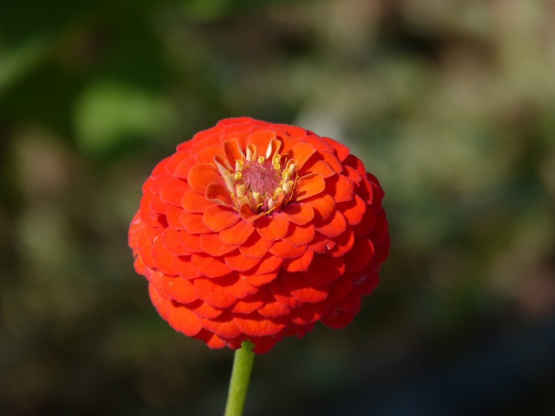 观赏植物之百日菊图片