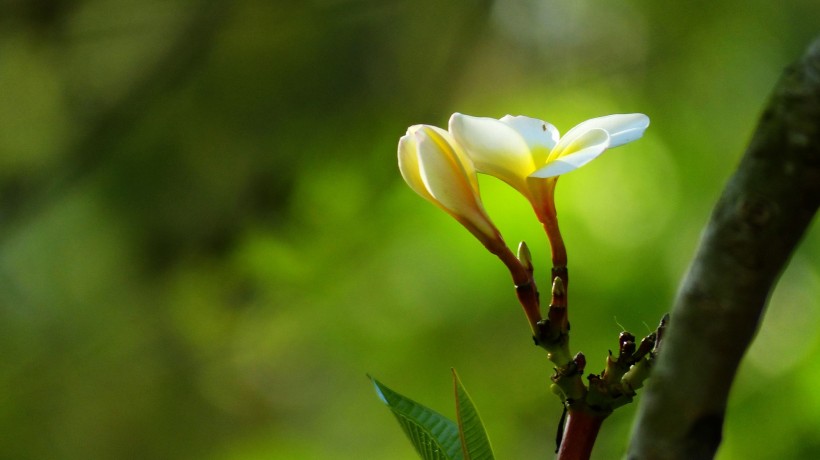 黃色雞蛋花圖片