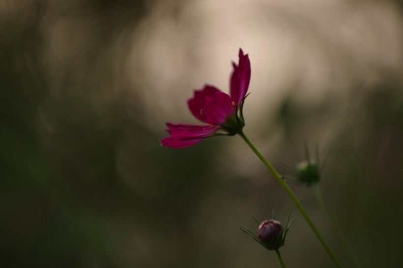 清纯淡雅格桑花图片