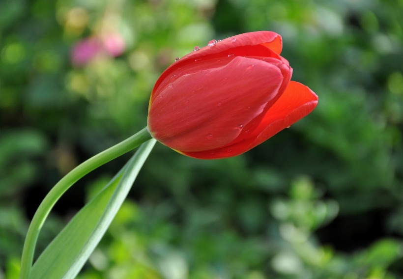 高雅郁金香花卉圖片