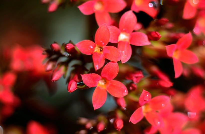 紅色長壽花圖片