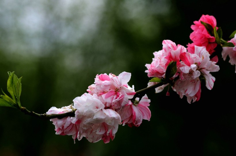 粉面桃花图片