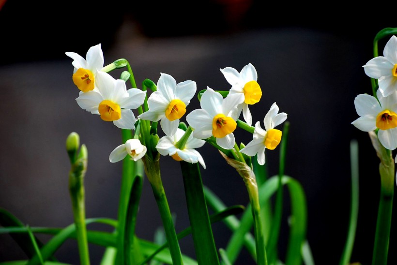 水仙花圖片