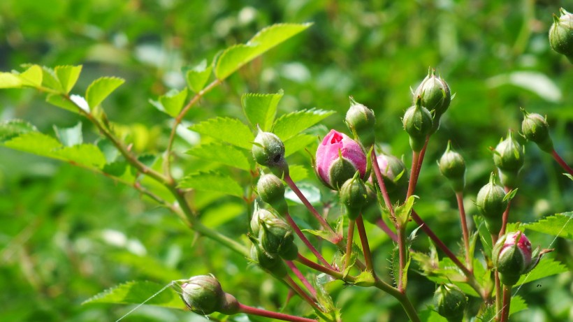 唯美的薔薇花圖片