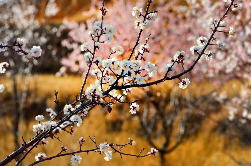 白色的杏花图片