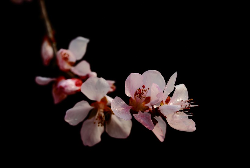 山桃花图片