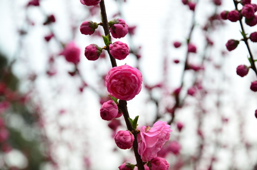 梅花图片