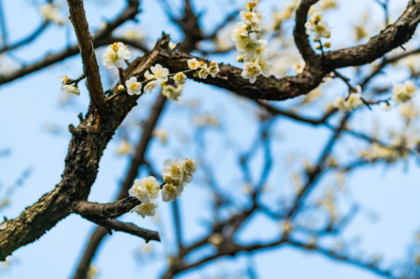 熱鬧開(kāi)放的梅花圖片